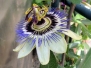 Blumen