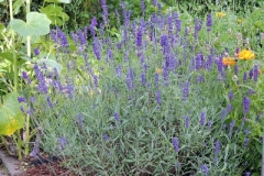 43bab68425650369ffff80a8fffffff2