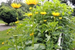 43bab68425650369ffff80a9fffffff2