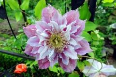 43bab68425650369ffff80acfffffff2