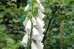 43bab68425650369ffff80adfffffff2