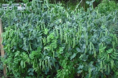 DSCF2366