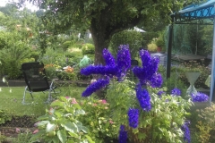 Blauer Rittersporn