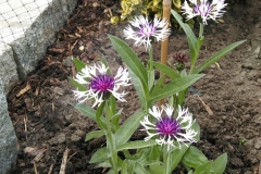 Garten-Flockenblume Centaurea montana