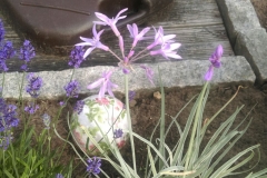 Knoblauch Gras in Bluete