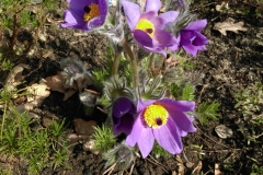 Kuechenschelle Pulsatilla vulgaris